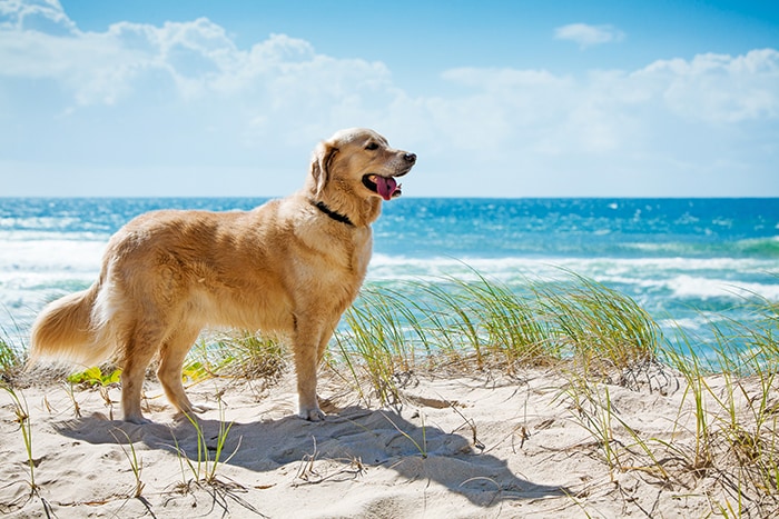 golden retriever