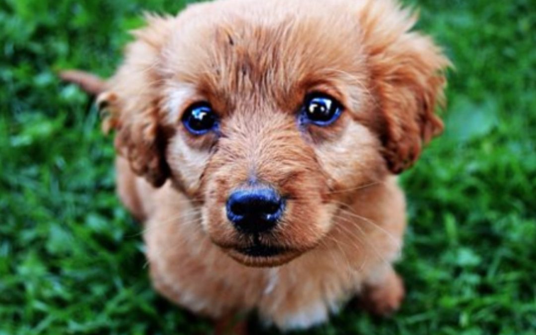 La mia passione per gli animali